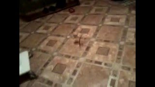 Немецкая Овчарка Рабочее Разведение Zhordan 1 Месяц Щенки От Orti Zoterhof