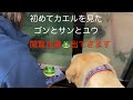 【閲覧注意⚠️カエル出場】初めてカエルを見たゴンとサンとユウ。興味津々な子と怖がる子2人。