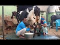 HF Cow Full Live Milking Video Recording,,Young जोड़ी hand milking Available For Sale