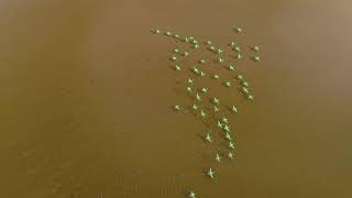 Multiple birds segmentation, improved precision (based on 8K stream)