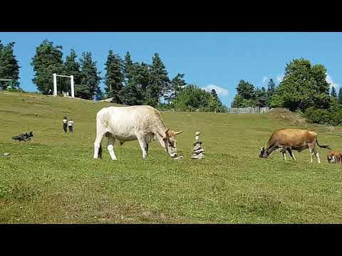 ჰეშკილის ბალანსი