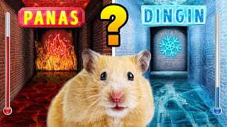 Labirin Panas vs Dingin Untuk Hamster 🔥❄️ Tantangan Labirin DIY