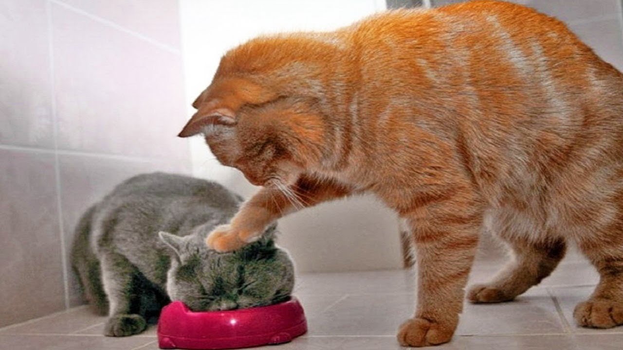 Cat funny videos pets and animal kids with cats funny clips