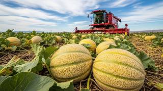 The U.S. Cantaloupe Harvest Process | Large Scale Agriculture Explained