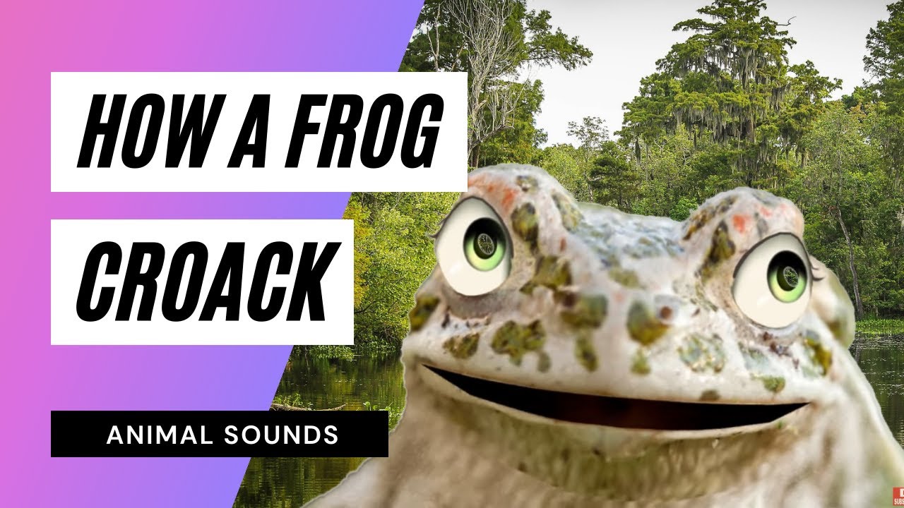 The Animal Sounds: Frog's Croak 🐸/ Sound Effect / Animation - YouTube