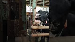 The cow is curious - 好奇心旺盛な牛 - Con bò sữa