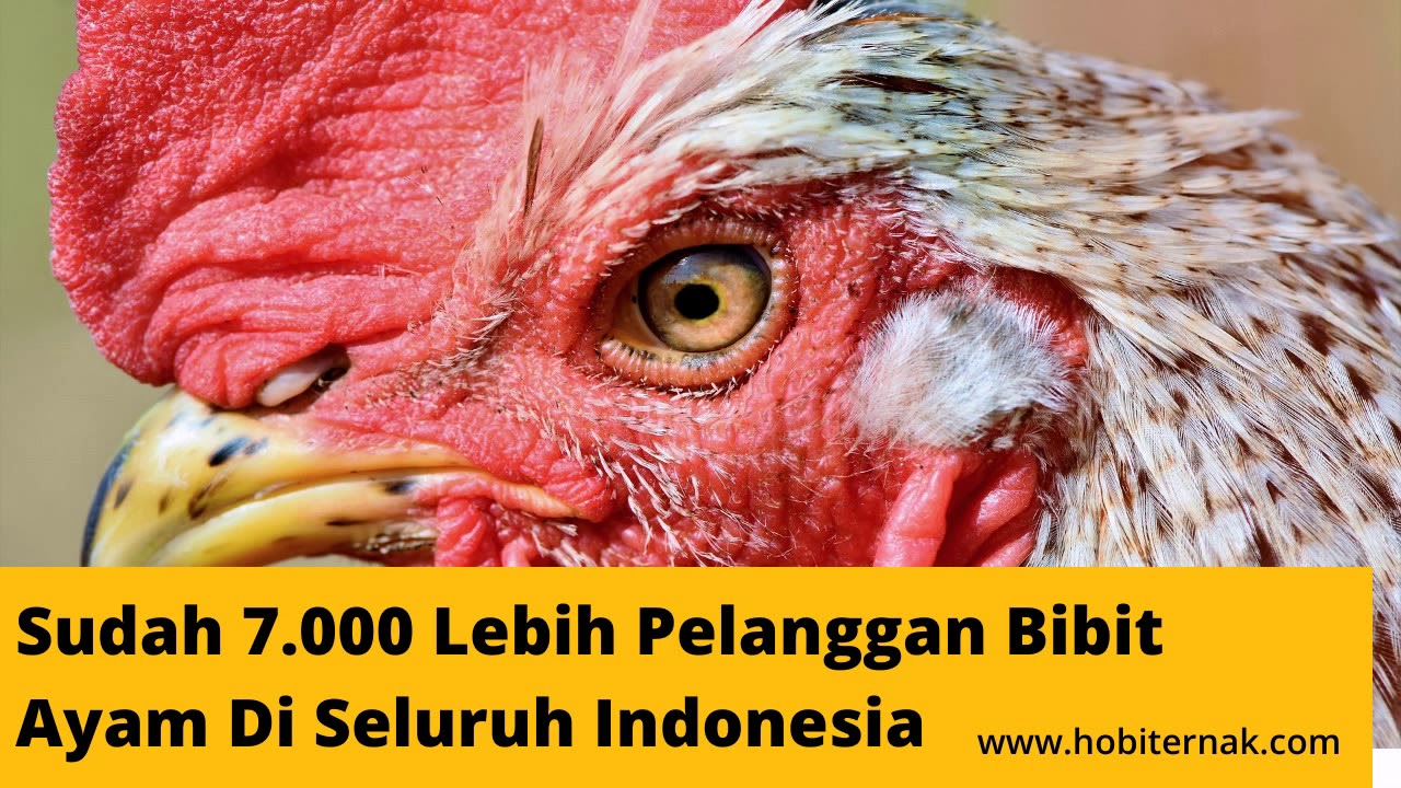0821 3453 6124 Jual Harga Bibit Ayam Kampung, Arab, Broiler, Petelur di