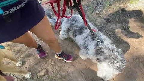 TWC Heel with 9 month old Mischa using concepts form Ivan Balabanov