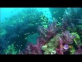 La Gran Barrera de Coral Australiana