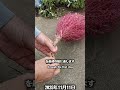 コキアから真っ赤な箒を作る。 #家庭菜園 #コキア