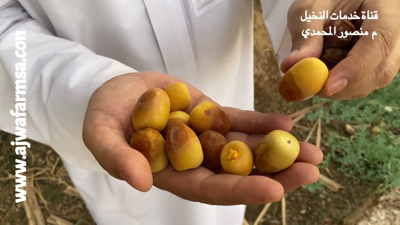 التعريف برطب نخلة الربيعة من نخيل المدينة المنورة المعروف نخلة غزيرة الإنتاج وأصبح الآن تواجدها قليل