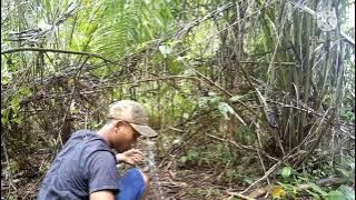 Mikat puyuh rimba(puyuh gonggong)perdana menggunakan jerat gantung