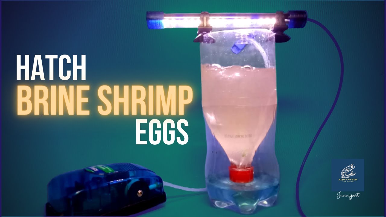 How to Hatch Brine Shrimp Eggs - YouTube