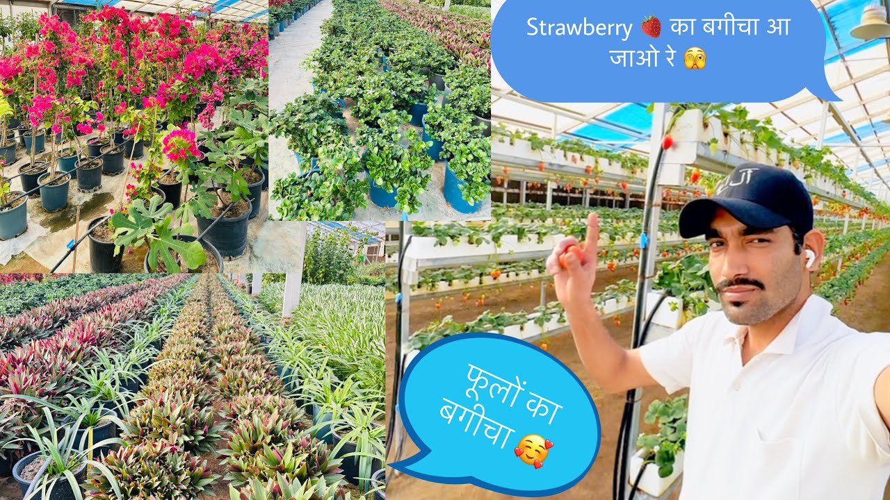 Strawberry 🍓 और फूलो का बगीचा दिख कर अच्छा लगता है 👌 Kuwait farming so hardworking 👏🏼