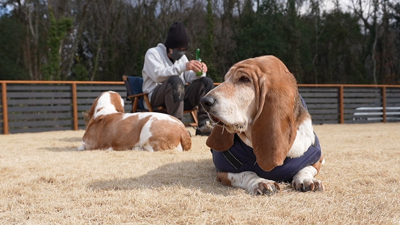 バセットと過ごす理想的な休日（熊本県阿蘇郡西原村）