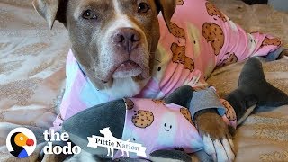 This Pittie Won't Go Anywhere Without Her Stuffed Shark | The Dodo Pittie Nation