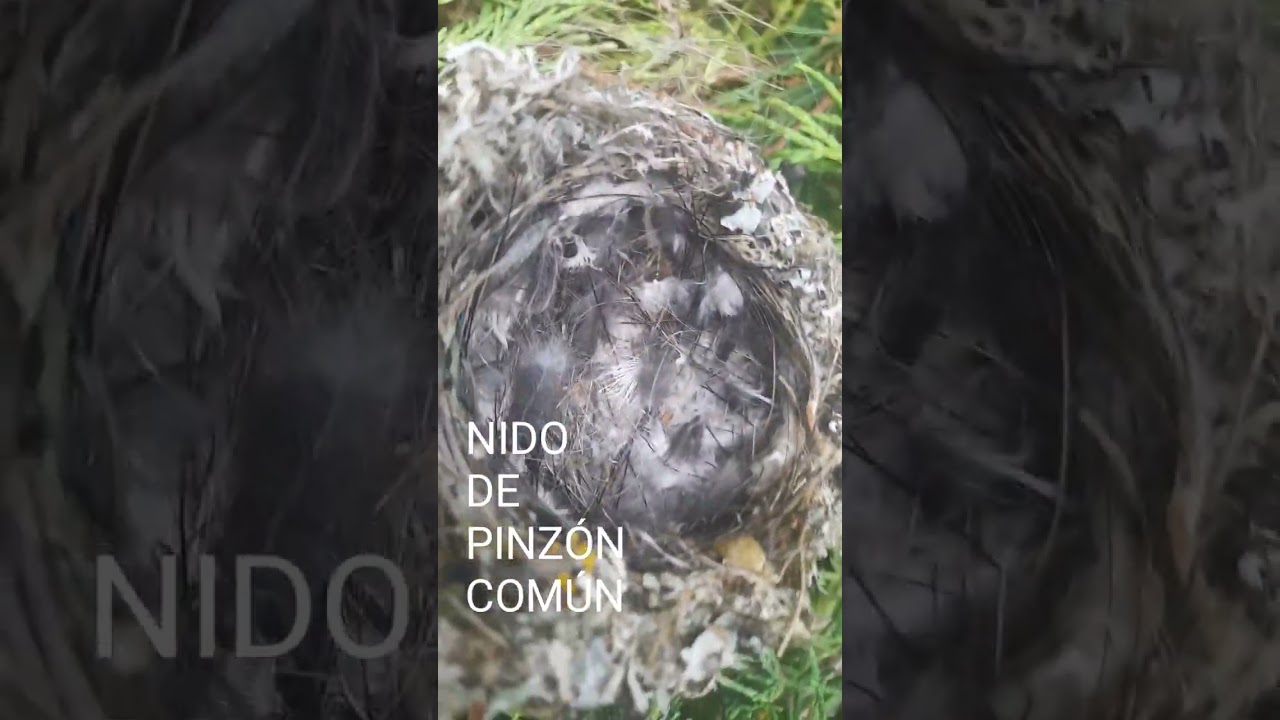 COMO ES UN NIDO DE PINZÓN COMÚN Y COMO SON LOS HUEVOS #birds #aves#pajaros @silvestrismojilgueros
