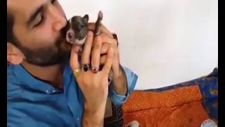 sahipsiz hamile köpeğe yeni bir hayat sunan kocaman yürekli insan