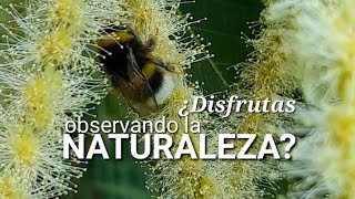 La espectacular floración 🌸 del castaño 🌳🌰 en Galicia. #castaño #castaneasativa #floración 