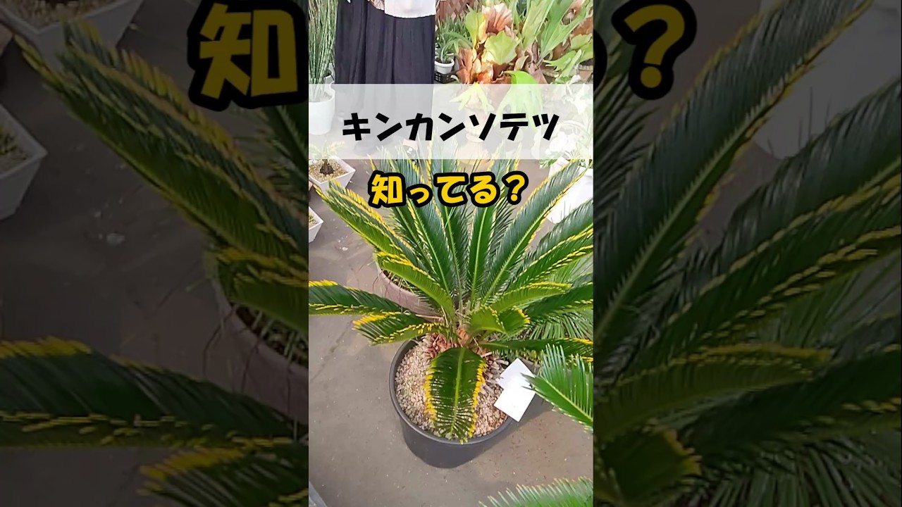 葉の縁が黄色に色づく希少なソテツ、キンカンソテツ知ってる？ #観葉