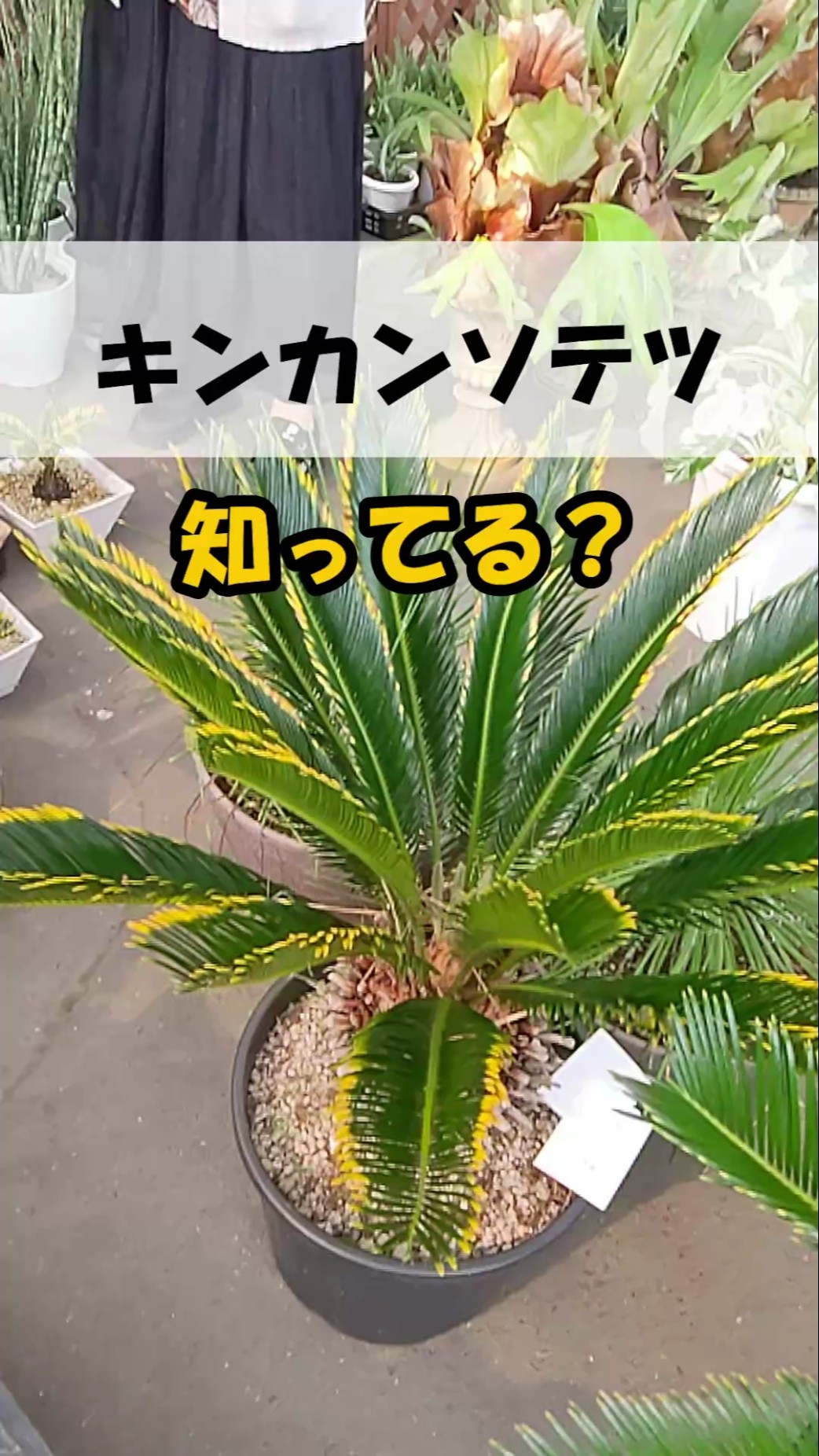 【希少】キンカンソテツ 楽天市場】【現品発送】金環蘇鉄(キンカンソテツ) 6号鉢植え 苗木【AK