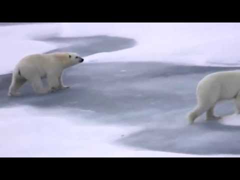 Video: Hvor Bor Isbjørner?