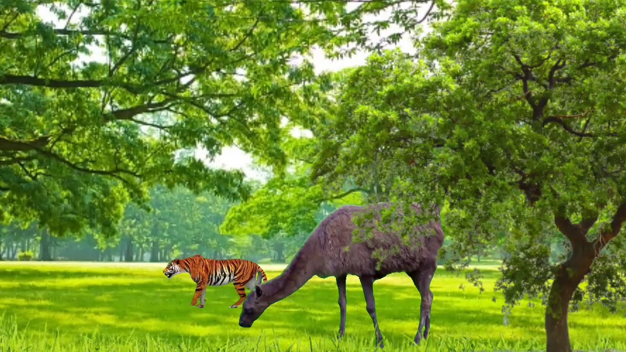 Likee Nobel Prince Mamun Opu Vai Video Background Colour Change Video editing TIK TOK  Video Editing