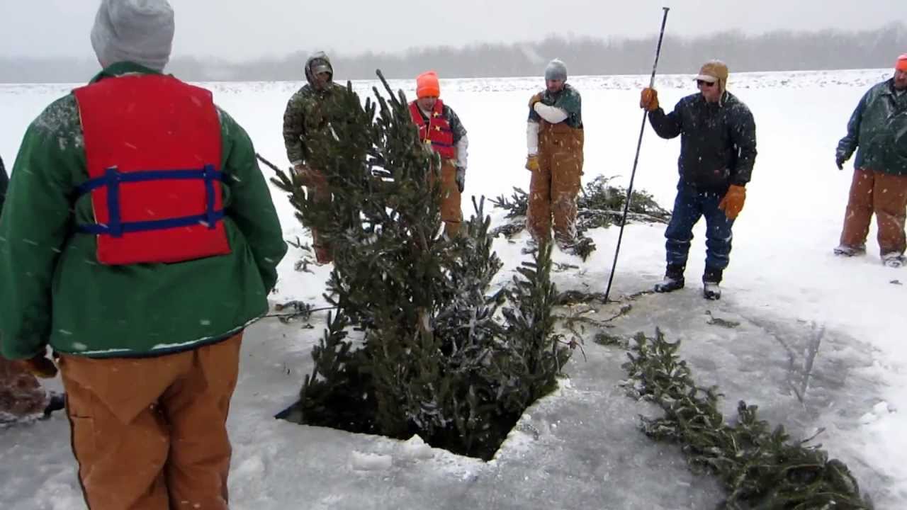Tree drop, Dairyland Flowage, Ladysmith, WI 2/6/13 YouTube