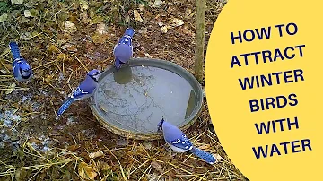 Kde se ptáci považují jako přezimující?