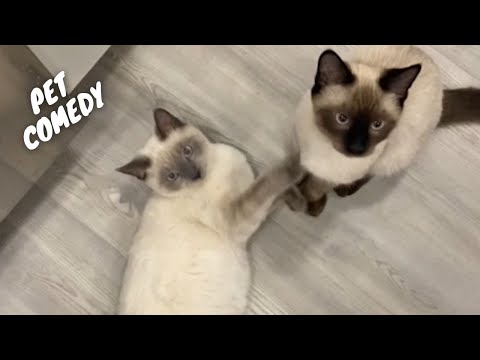 Try Not To Laugh At This Hilarious Compilation!