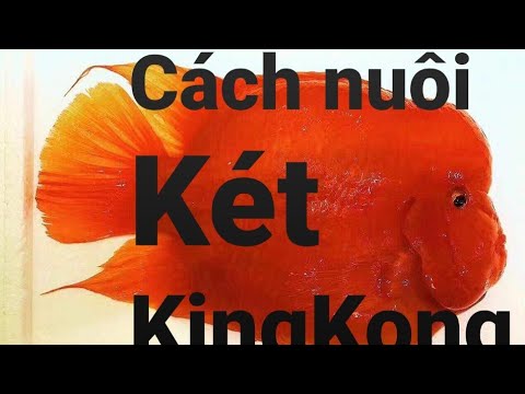 Cách Nuôi Cá Két Kingkong - Youtube