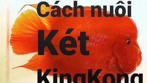 Cách nuôi cá Két KingKong