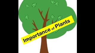 Importance of Plants to humans and animals in everyday's life - YouTube