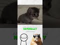 3am Cute Cats #cat #cuteanimals #pets #facts