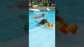 Ryuki Raiden Playing Swimming In Dog Park