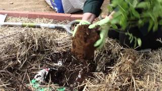 Gardening Power to the People: Growing Blueberries in Colorado