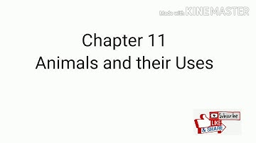 |DBS| E.V.S.| Unit-3, Chapter 11: Animals and their Uses [Part-2]