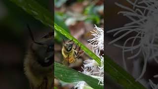 #beebreeder