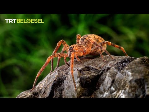 Video: Örümcekler ne kadar yaşar? Farklı örümcek türlerinin ömrü