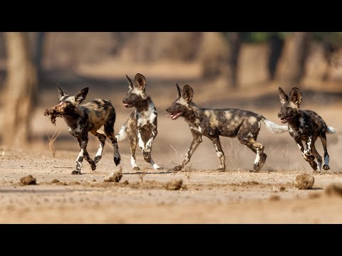 Video: Bağlarda Pronghorn Antilopu - Antilopu Bağımdan Necə Tutmaq olar