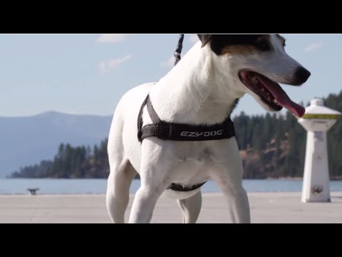 EzyDog QuickFit Dog Harness - Simple Support