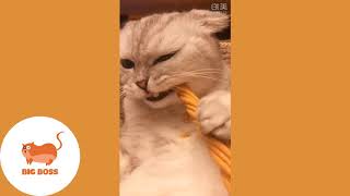 Cute Dogs and Cats, Funny Cats and Dogs, Videos Compilation 2020