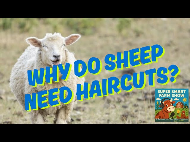 Do Sheep Need to Be Sheared: Essential Facts Every Farmer Should Know