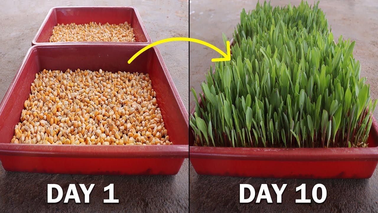 10 நாளில் பசுந்தீவன உற்பத்தி  | நிலம் தேவையில்லை | How to grow Hydroponics easily🌱🌾 farming business