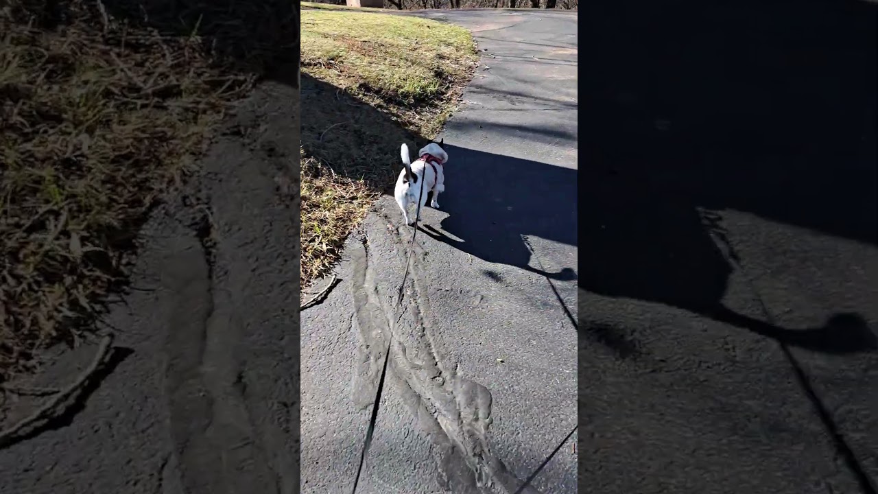 Tiny Dogs Take Up The Whole Road According to FVC Correspondents In The Field