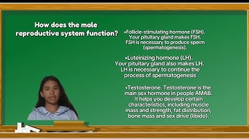 GRADE 10 GARNET SALVADOR LDN PERFORMANCE TASK ON SCIENCE ABOUT MALE REPRODUCTIVE SYSTEM.
