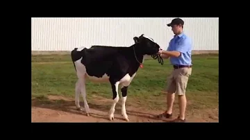 Progressive Visions Sale 2015 - Comestar Lari Dream Goldwyn