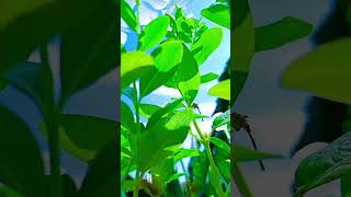 Download Lagu Relax time  dengan yang hijau dan musik yang indah#nature #tanamanhias #wildlife MP3