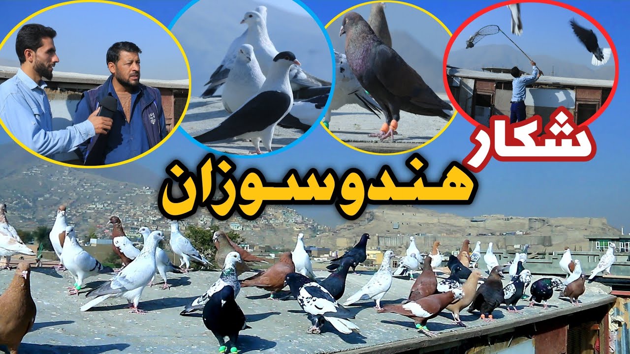 شکار جانانه | کفتر بازی با عبدالبصیر منطقه هندو سوزان شهر کابل