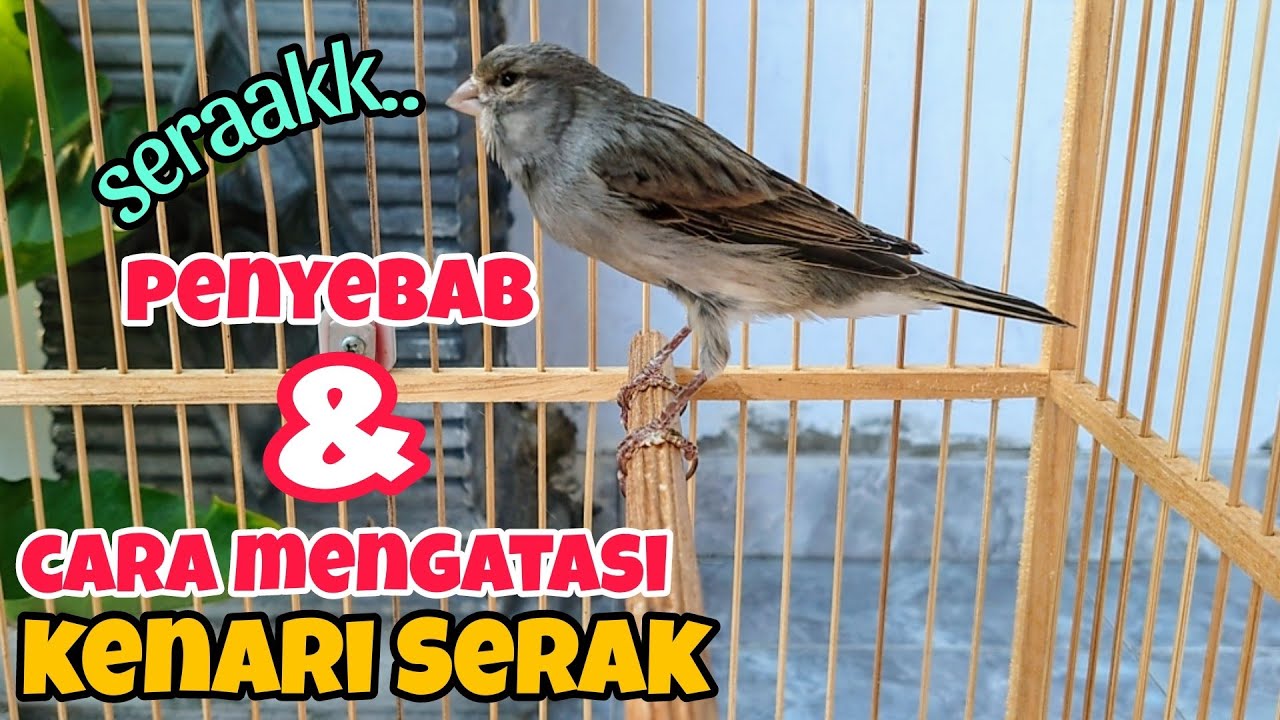 CARA MENGATASI KENARI SERAK SUARA HILANG & MACET BUNYI | KENARI GACOR